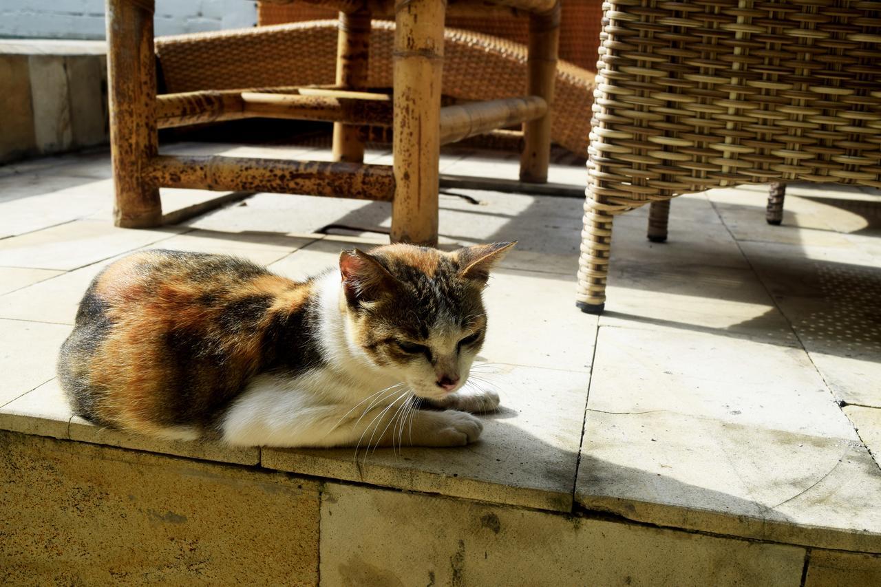 Panda Cottage Gili Trawangan Exterior foto
